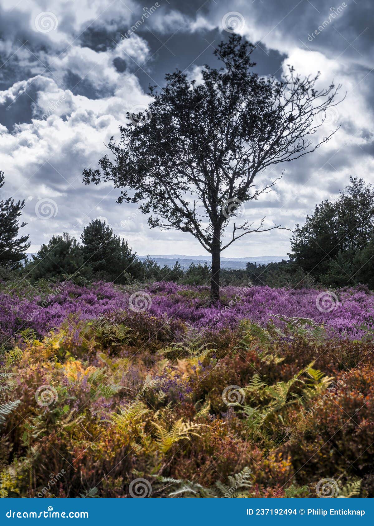 A Lone Tree Amongst the Heather Stock Photo Image of heather, fern