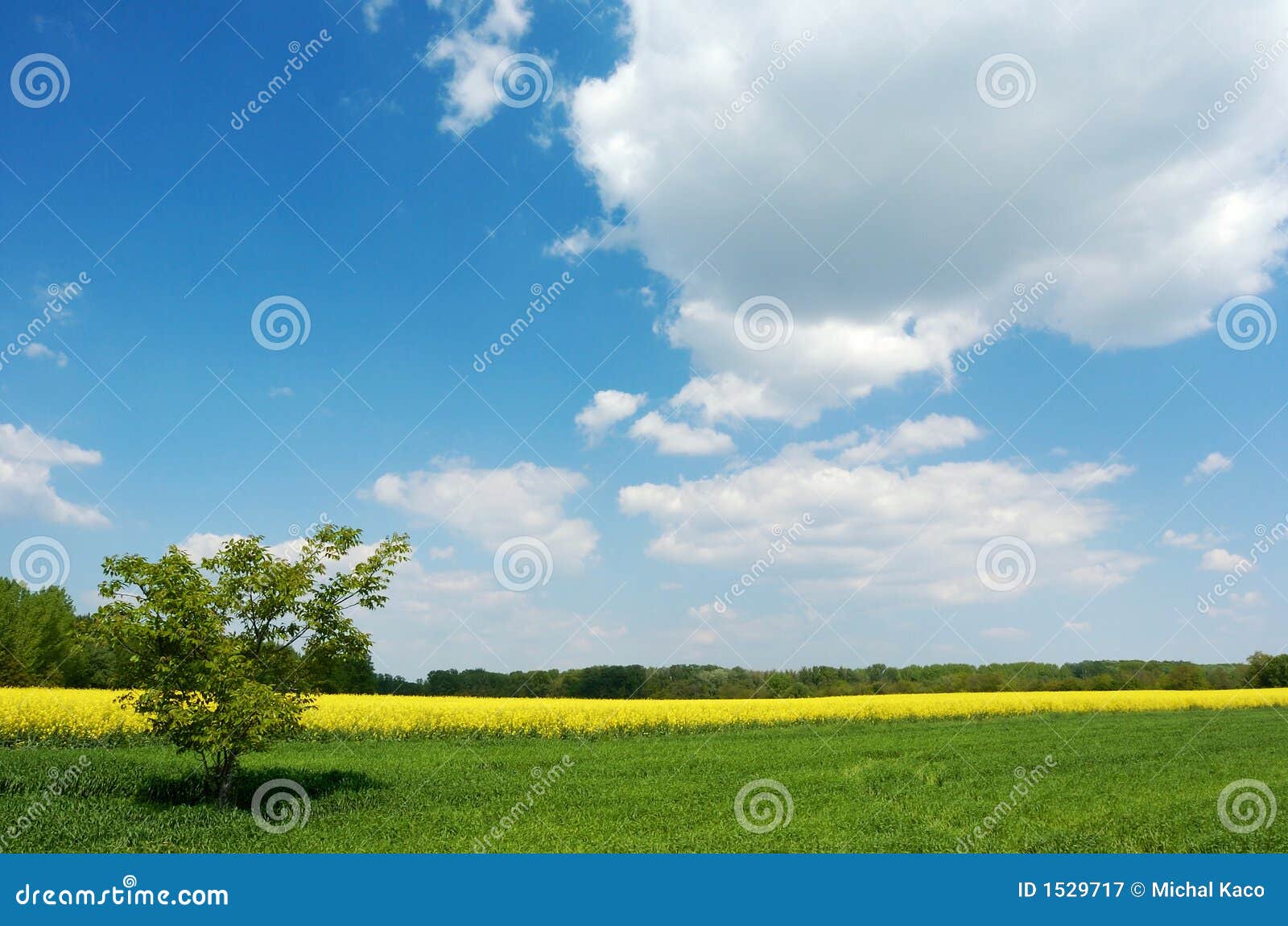 Lone tree in a field. A lone tree in a green field under beautiful summer sky with white clouds, yellow colza field and a group of trees in the background; horizontal/landscape orientation