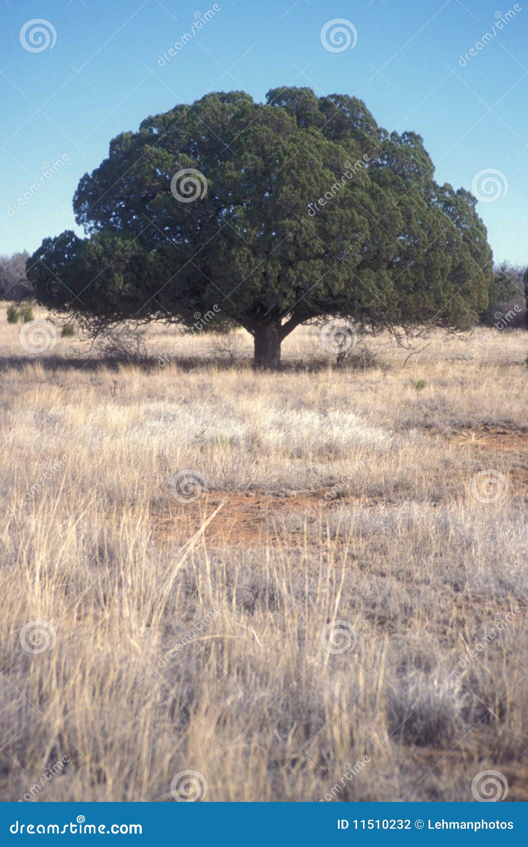 lone tree empty grasslands juniper