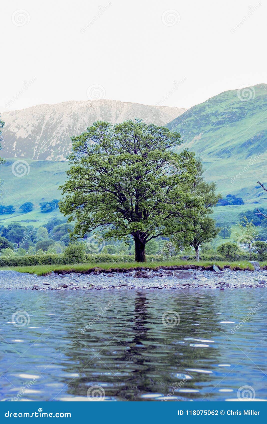 lone tree on lake shore