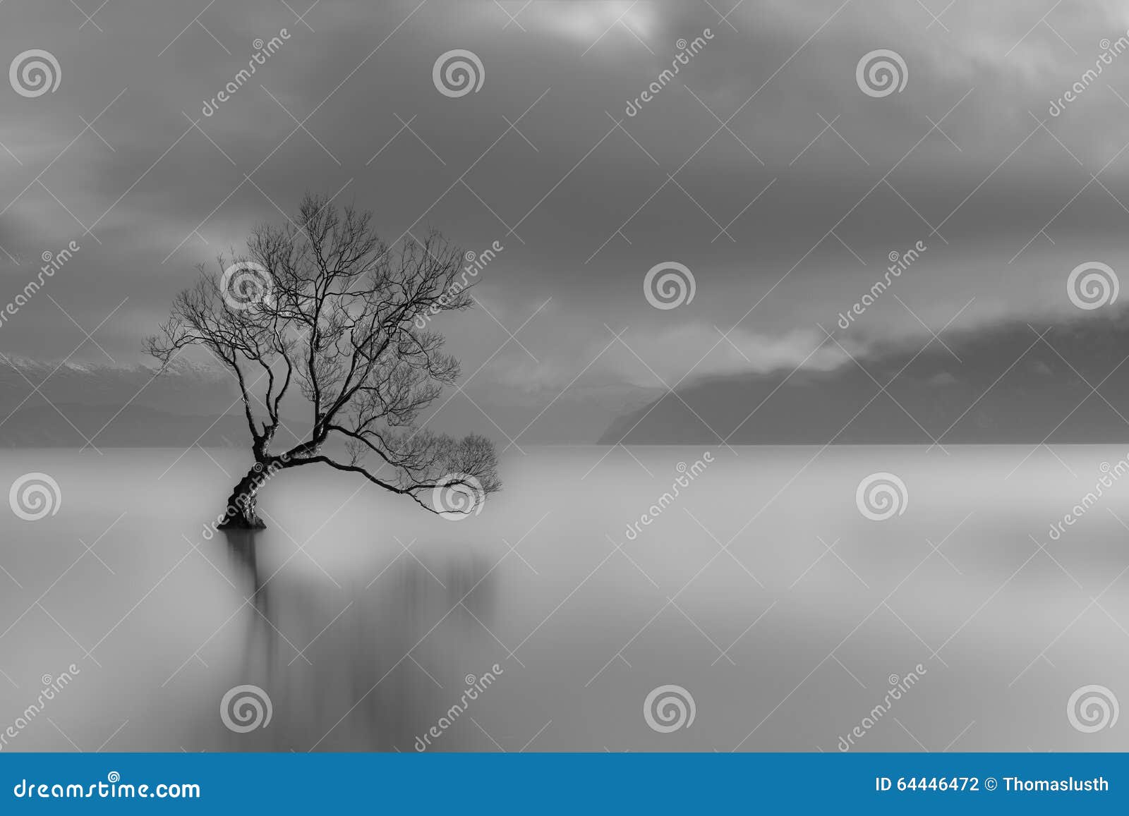 lone tree