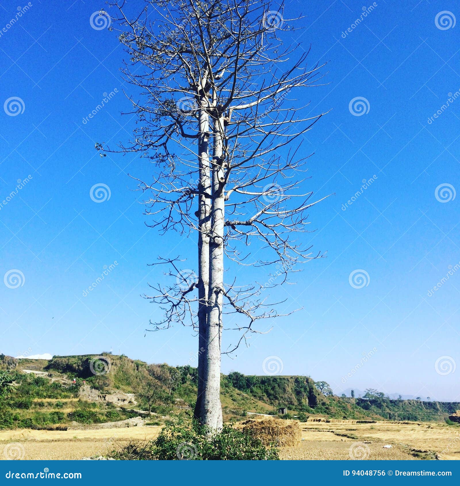 Lone tree stock photo. Image of tree, nature, lone 94048756