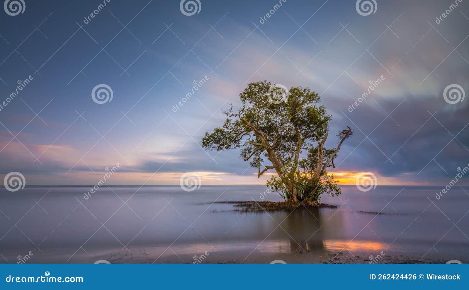 Lone Tree at the Nudge Beach Brisbane Queensland Stock Photo Image of