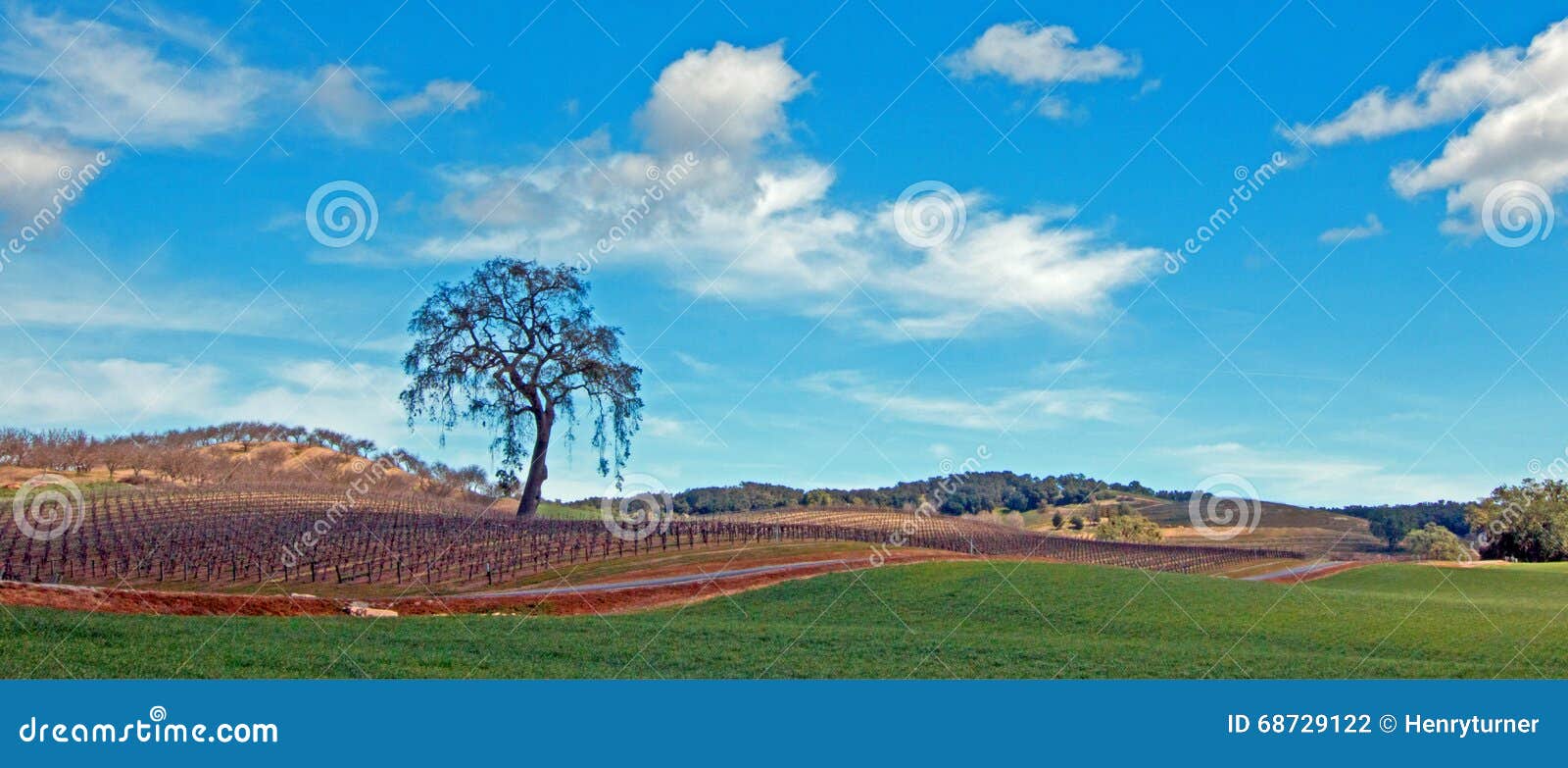 lone tree in paso robles wine country scenery