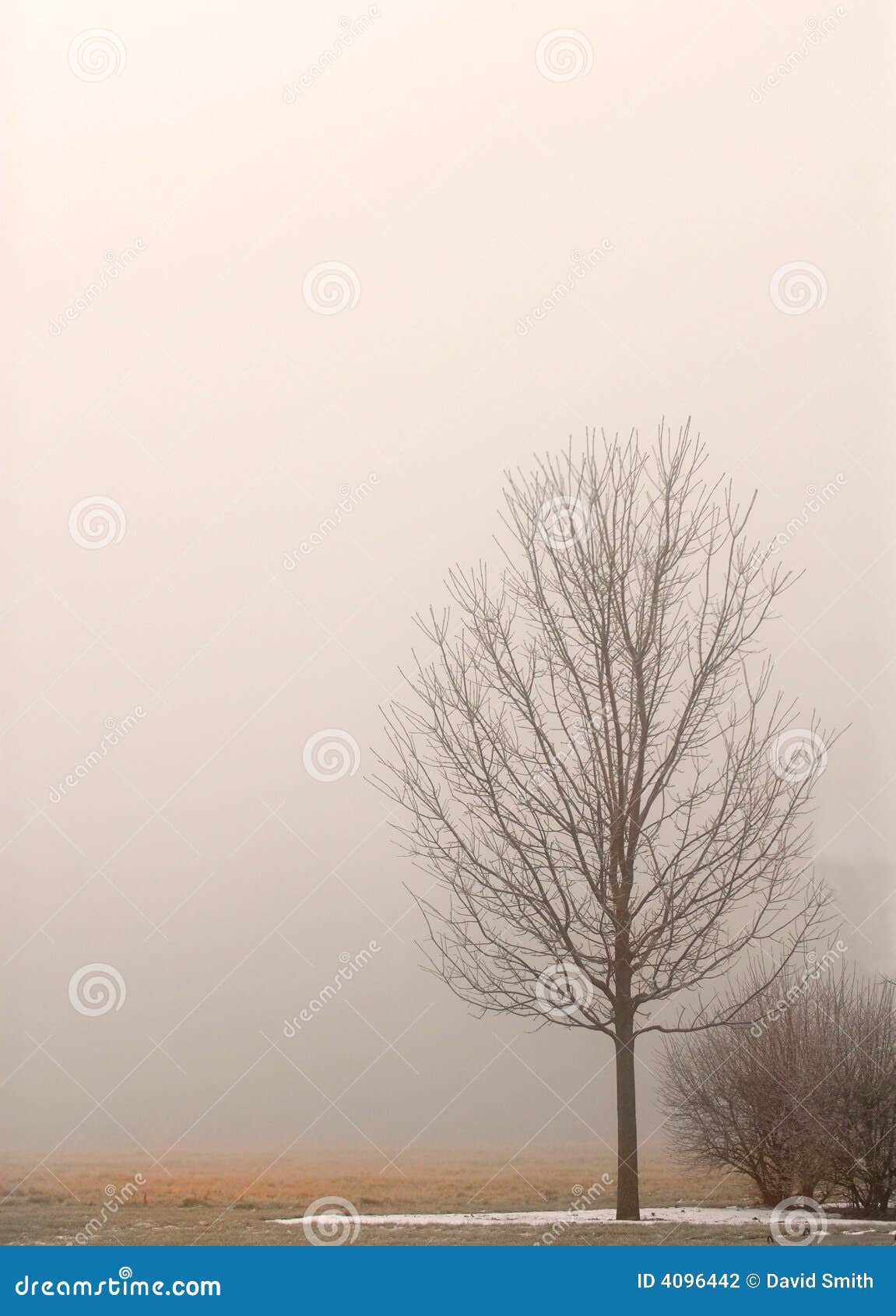 lone tree shrouded in fog on a winter's day