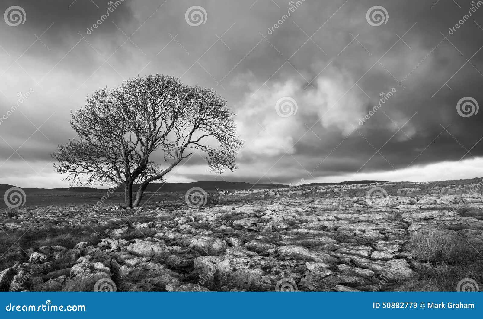 Lone Tree, Yorkshire Dales in Black and White Stock Image Image of