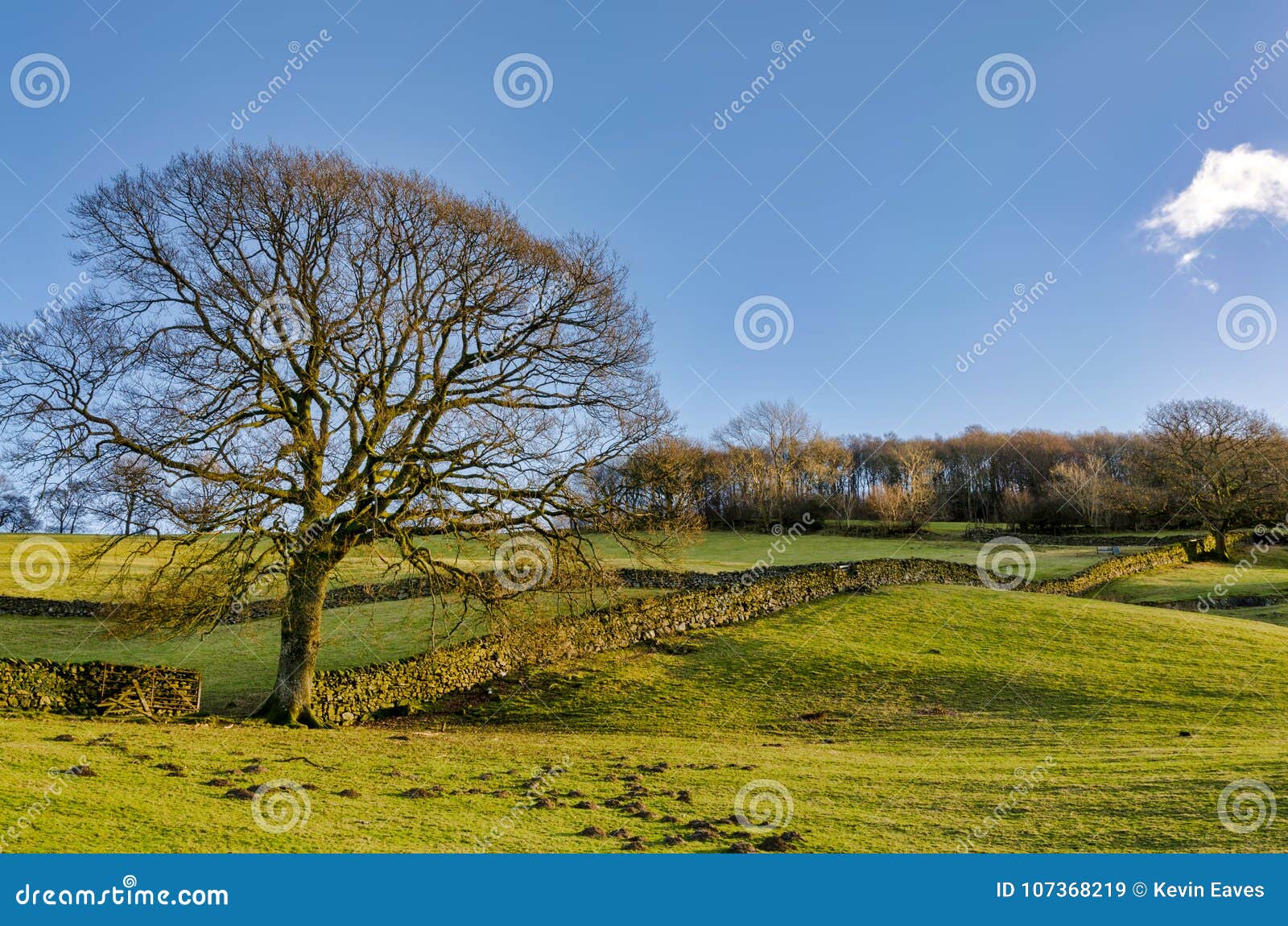 Lone Winter Tree