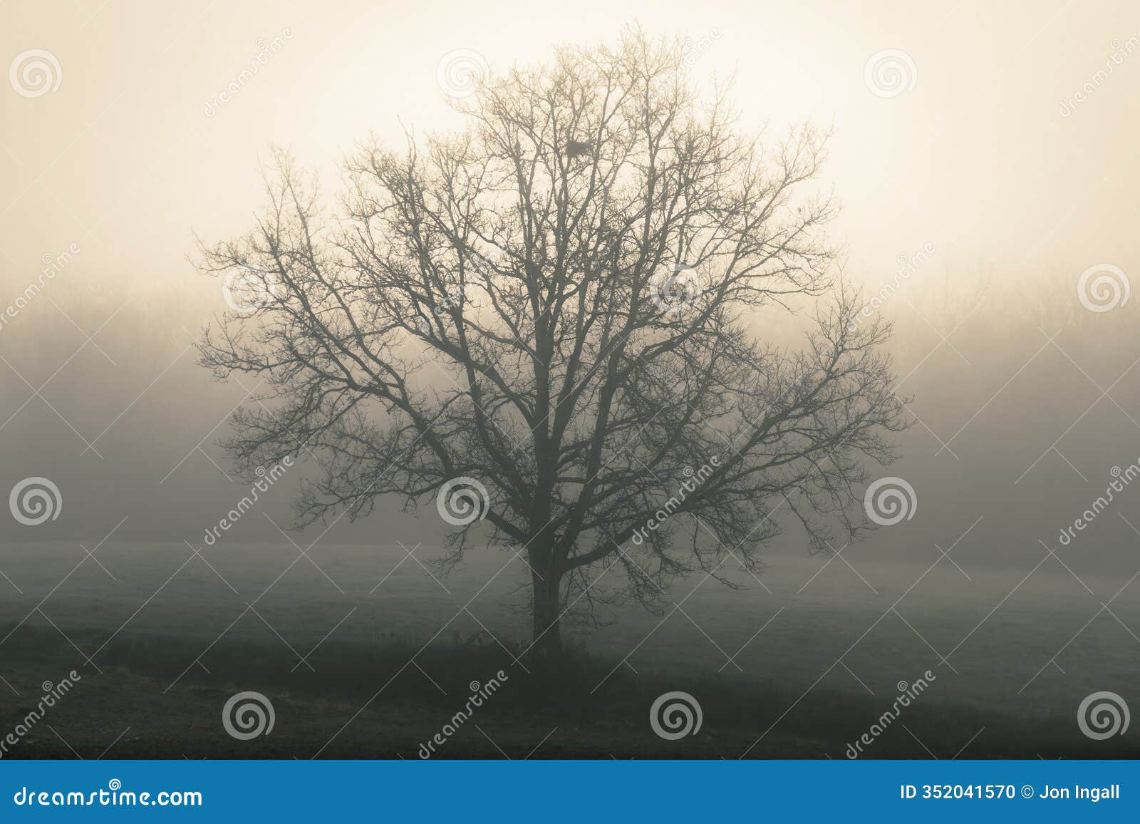 lone winter tree in mist