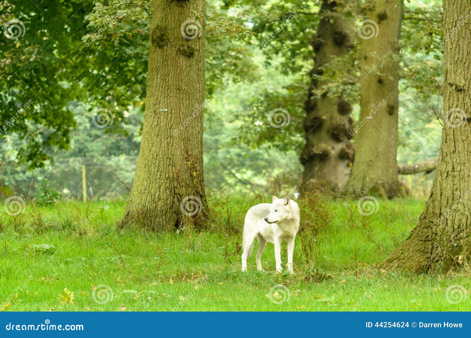 Lone Wolf in Forest stock photo. Image of england, europe 44254624