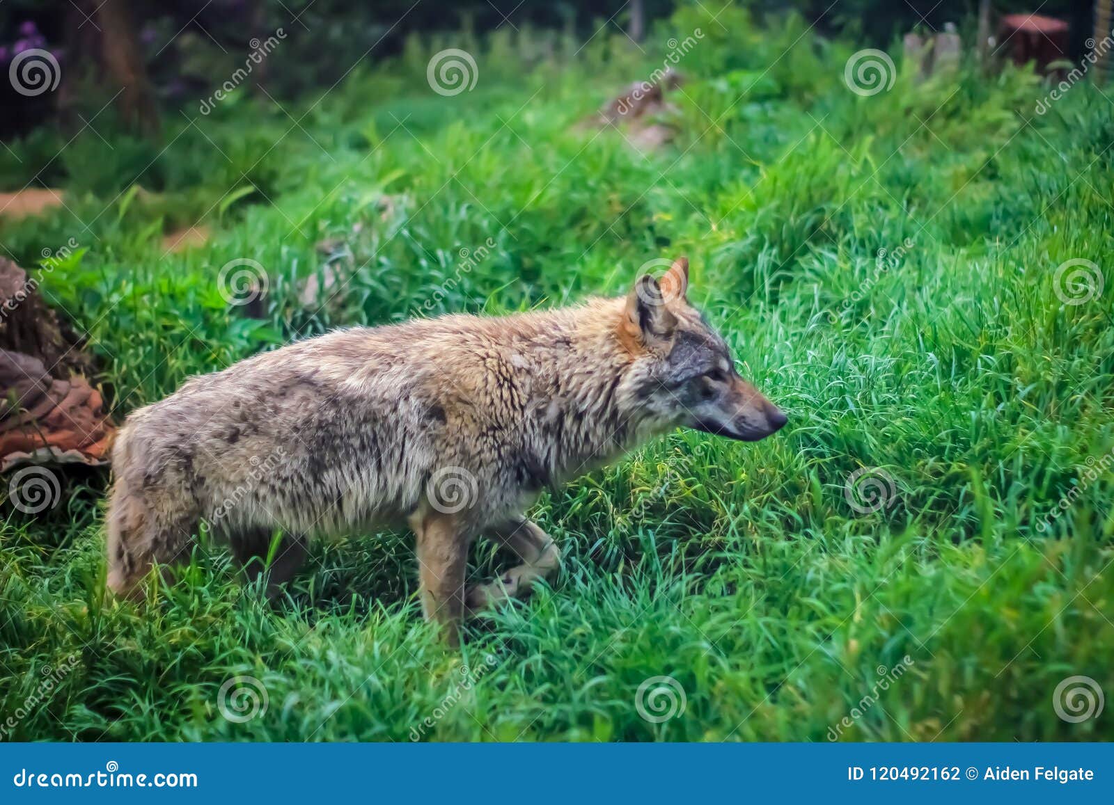 Lone wolf stock photo. Image of dinner, lone, wolf, waiting 120492162