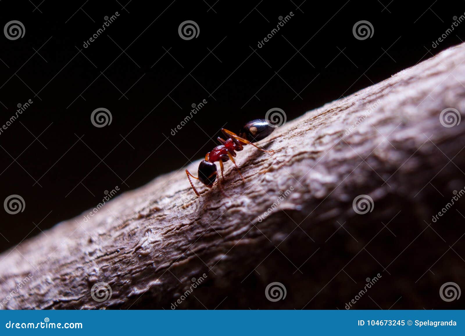 Lonely ant on a branch stock image. Image of small, wild 104673245