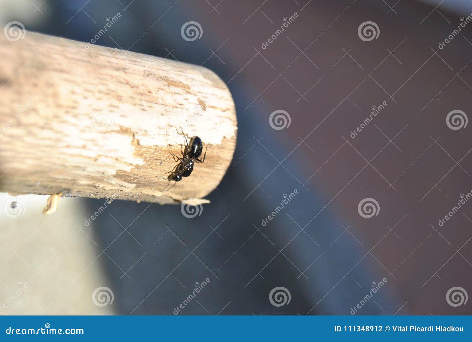 climbing ant on wood stick