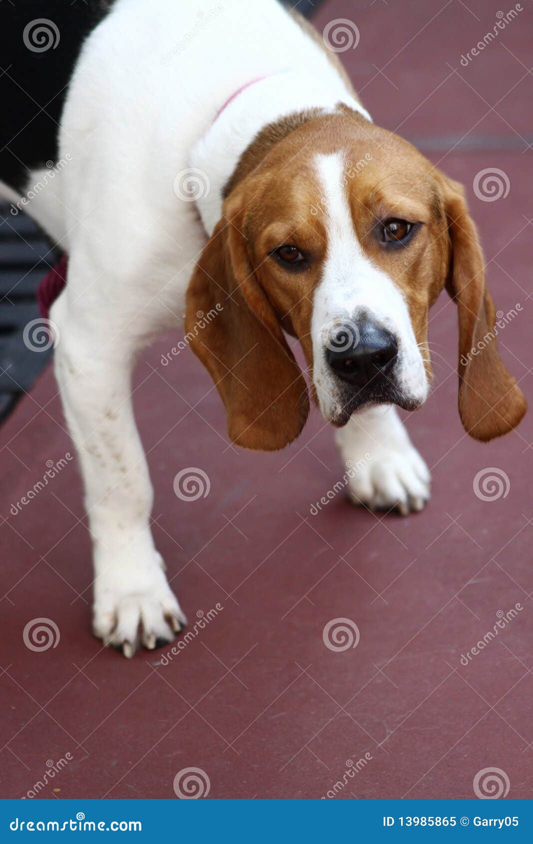 Lonely beagle stock image. Image of animal, alone, look 13985865