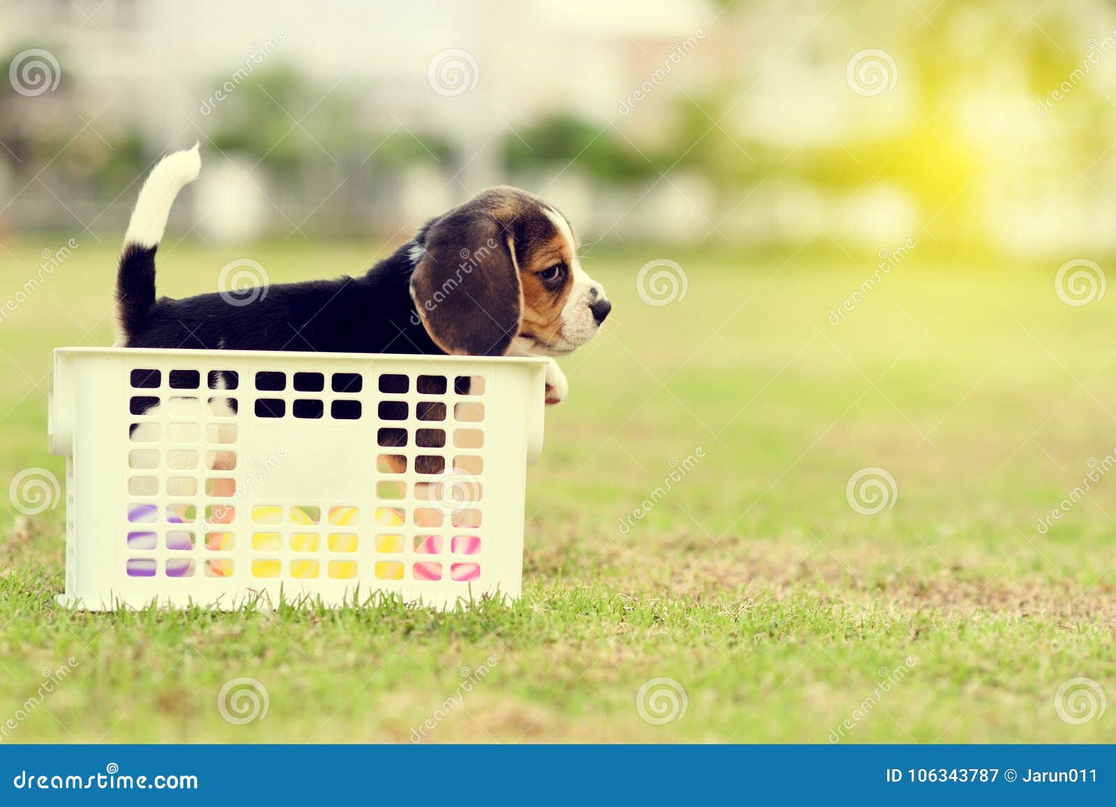 Lonely Beagle stock image. Image of playing, happiness 106343787