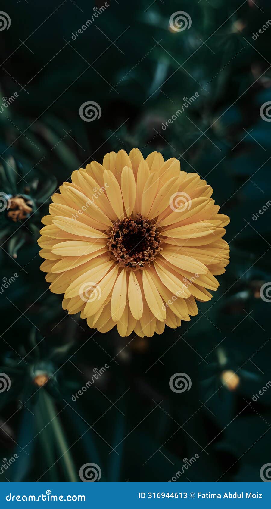 lonely beauty vibrant yellow flower graces the garden landscape