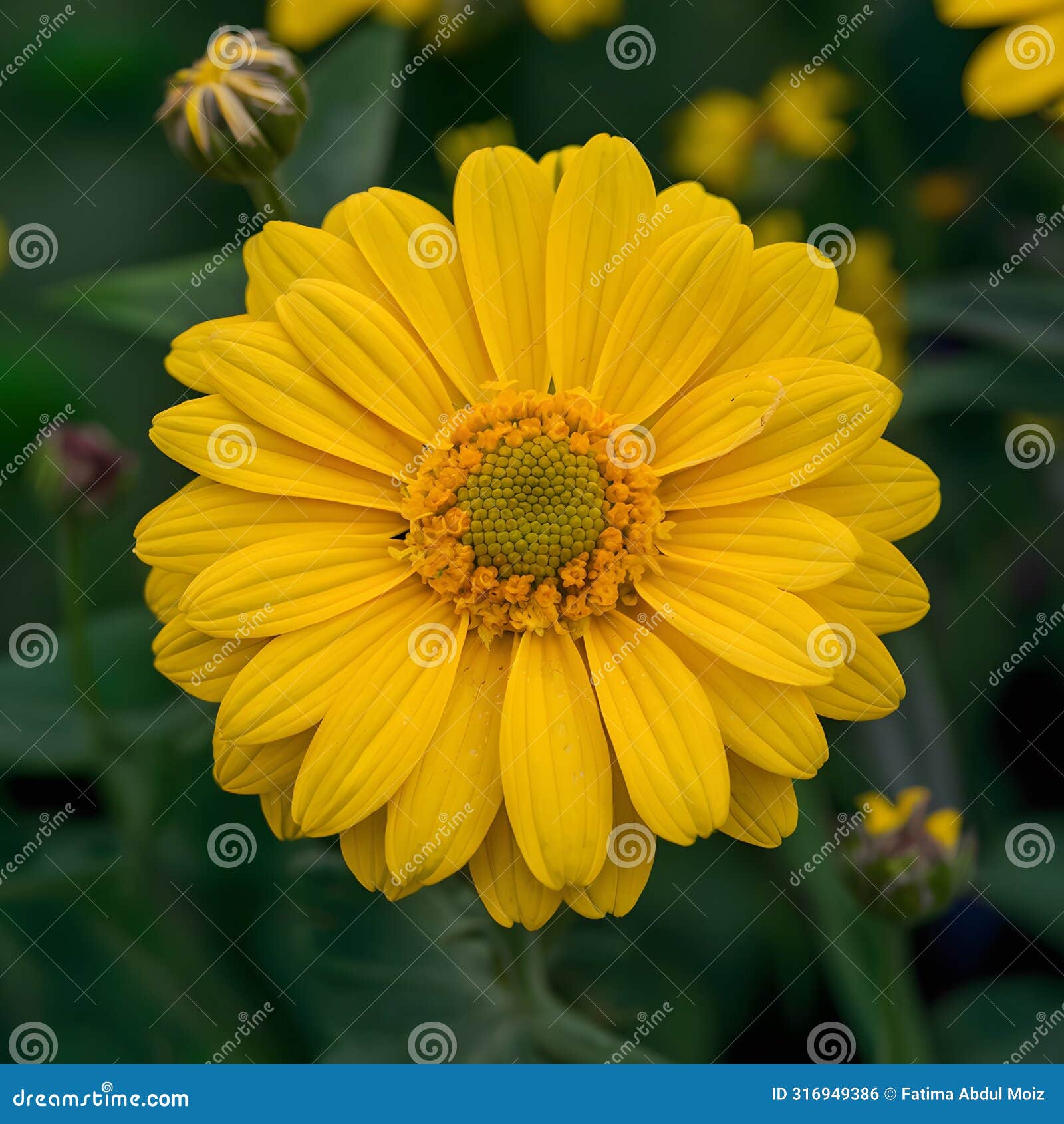 lonely beauty vibrant yellow flower graces the garden landscape