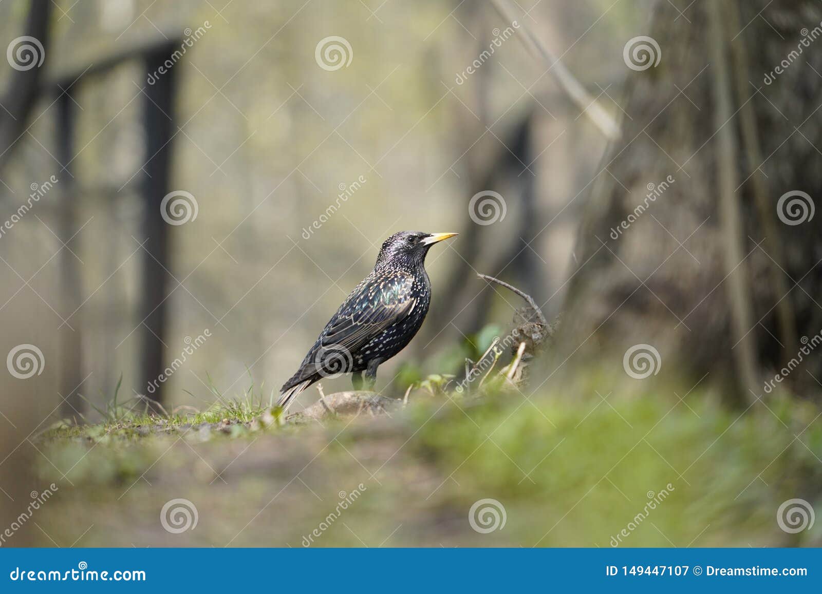 the lonely bird in search of food