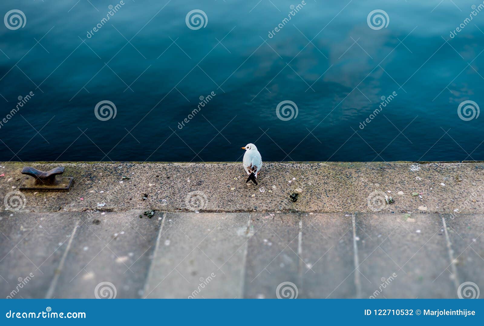 A Lonely Bird Sitting by the Water Front Stock Photo Image of dock, seagull 122710532