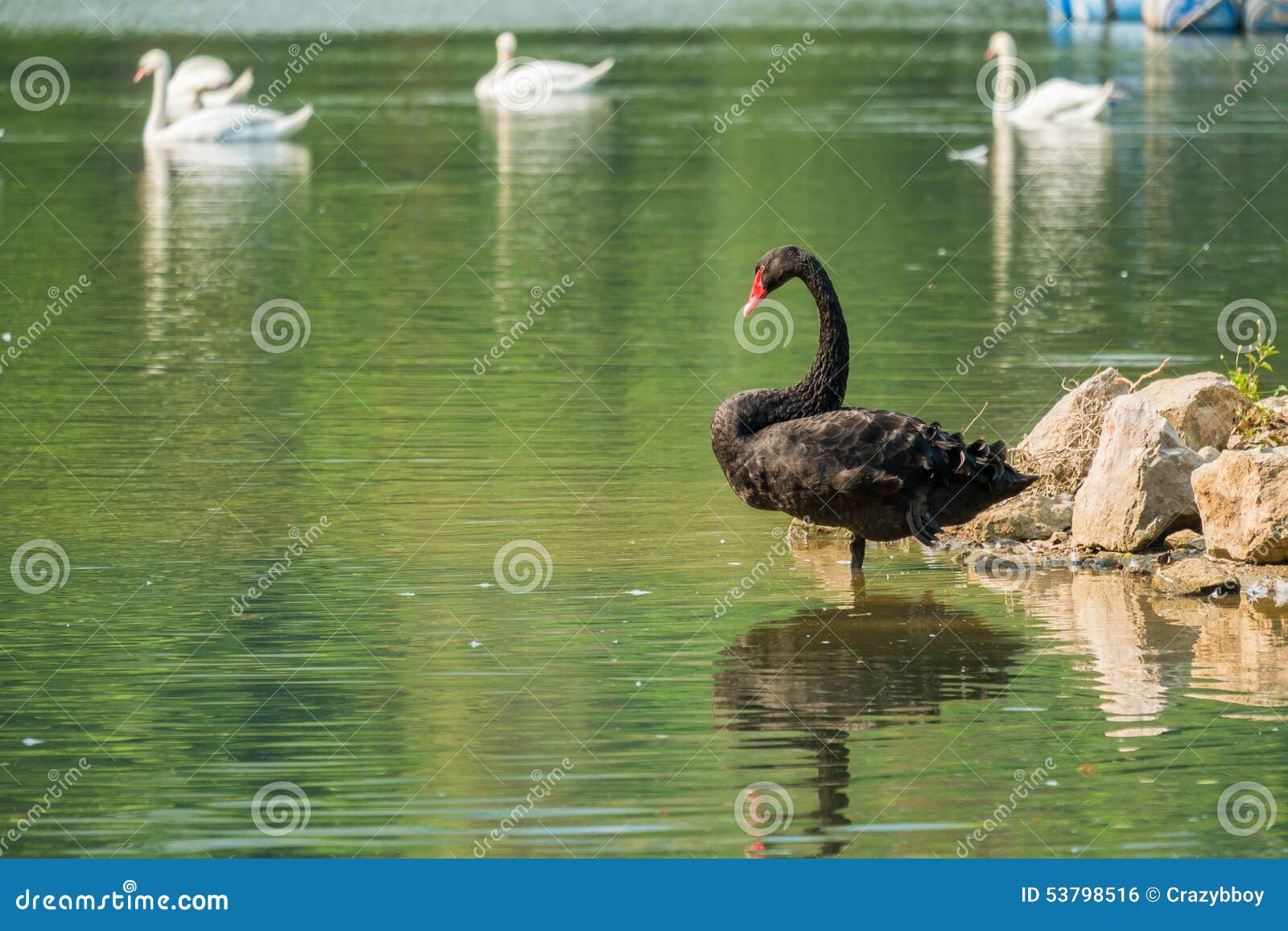 Lonely Black Swan in the Green Lake Stoc image