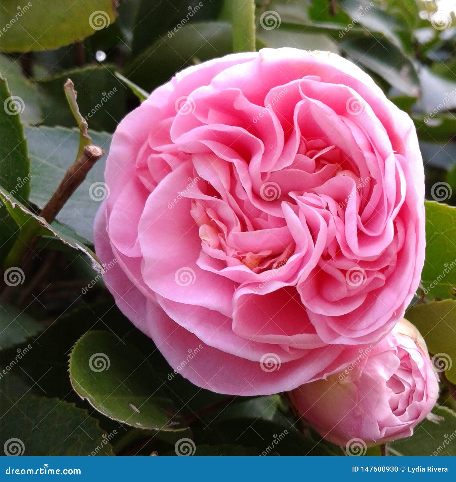 Lonely Bloom in the Fall of South Carolina Stock Photo Image of bloom