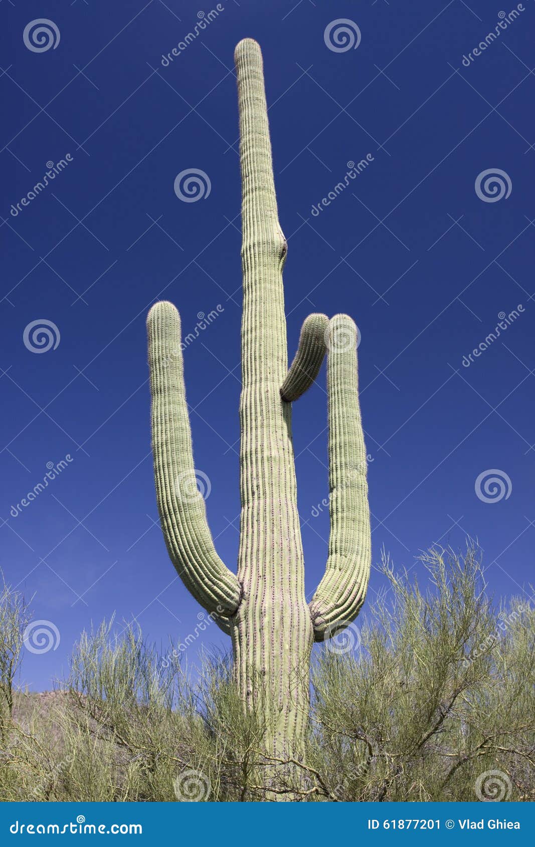 lonely cactus, saguaro national park, tucson area