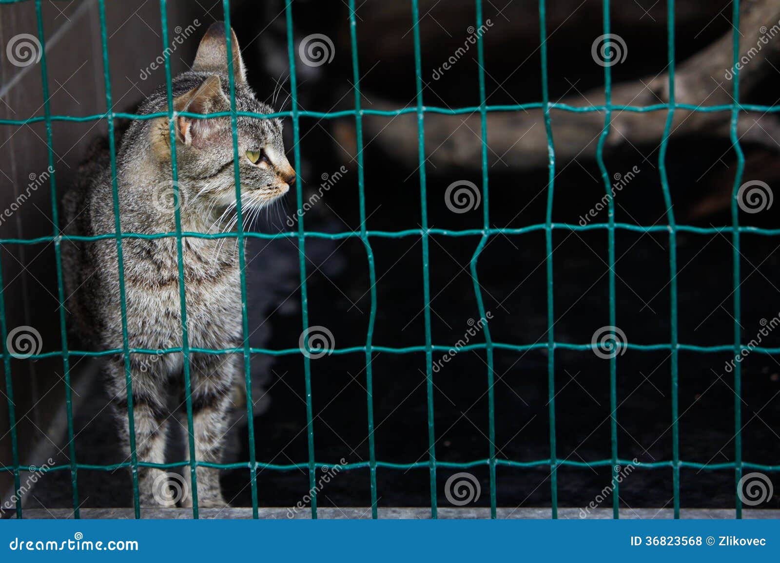 Lonely cat in shelter stock photo. Image of feline, kitten 36823568