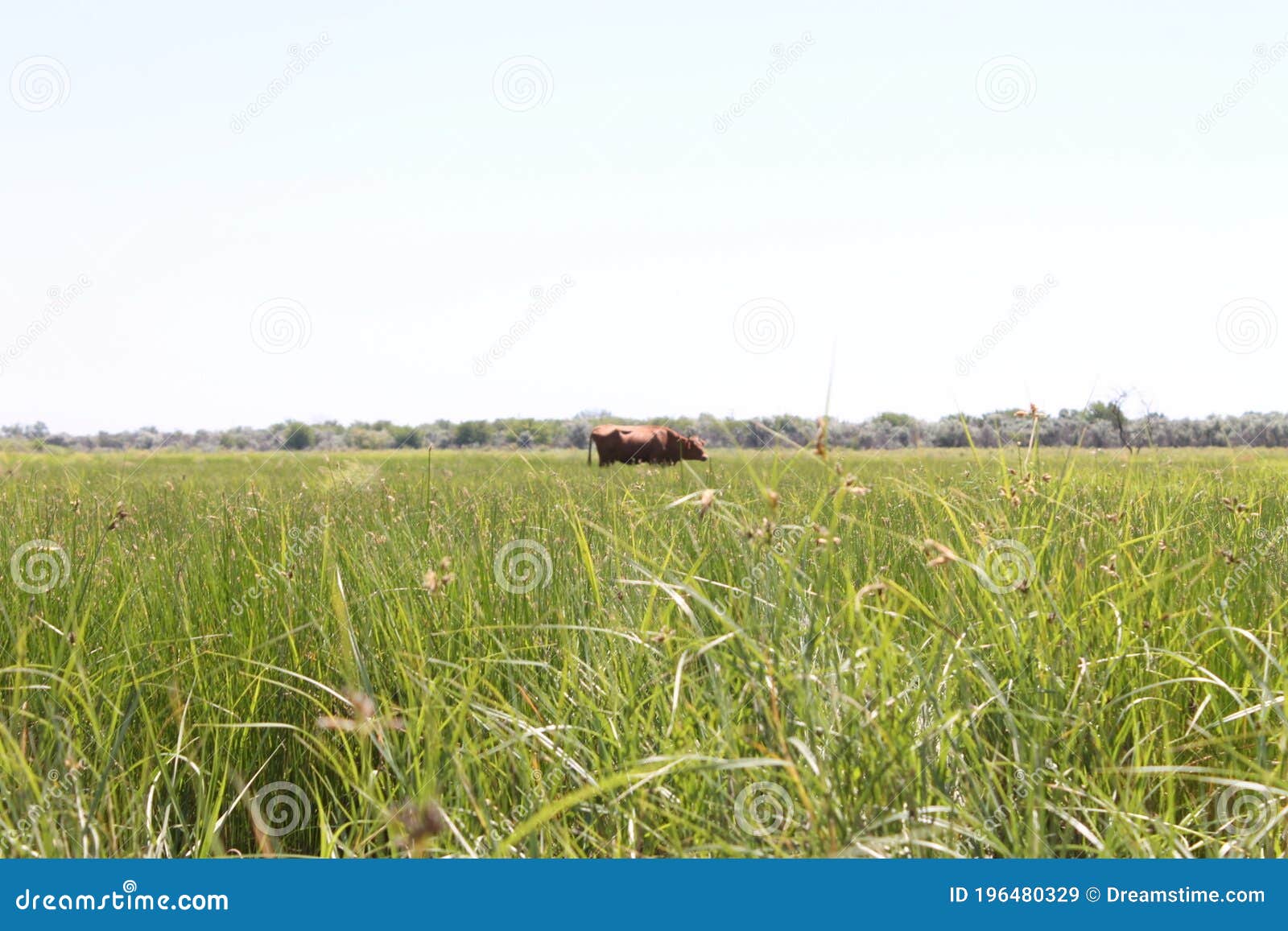 lonely cow grazing in the meadows of russia