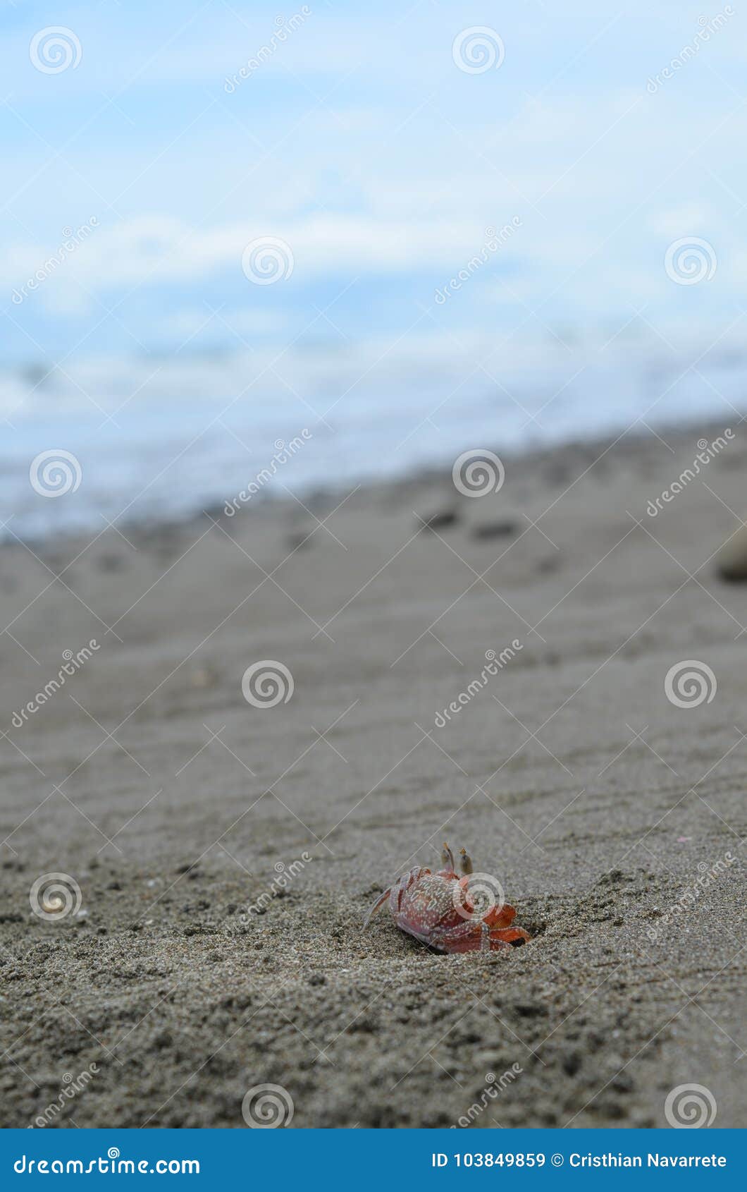 lonely crab