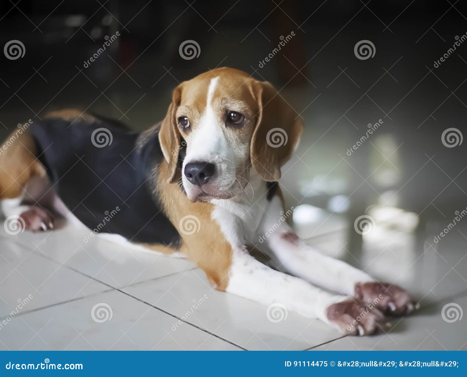 Lonely Cute Beagle Resting. Stock Image Image of reflection, lying