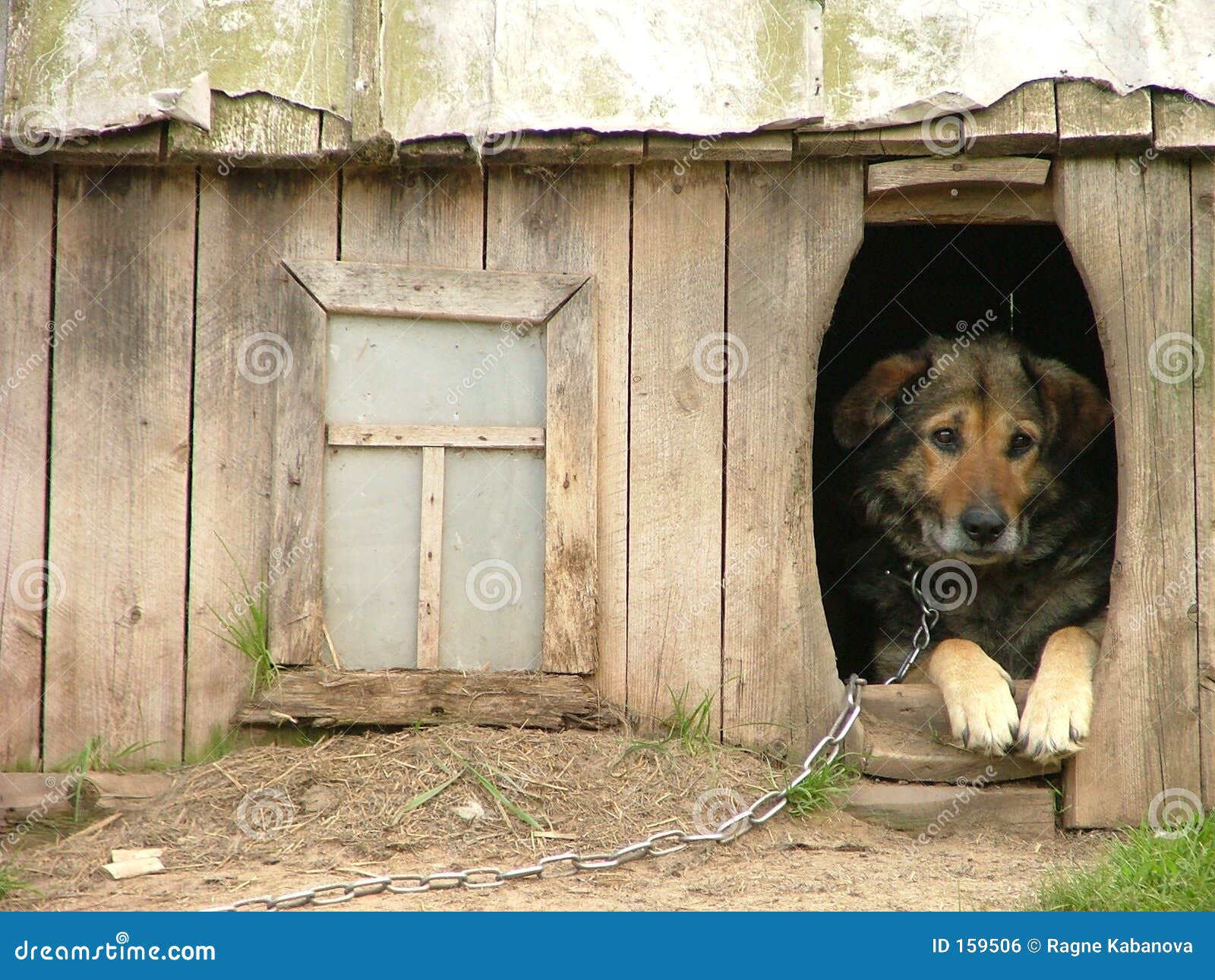  all nearly Canis familiaris houses docs gratuitous Canis familiaris identify plans htmFree Plans for Building a Dog House  If Dog Kennel Plans