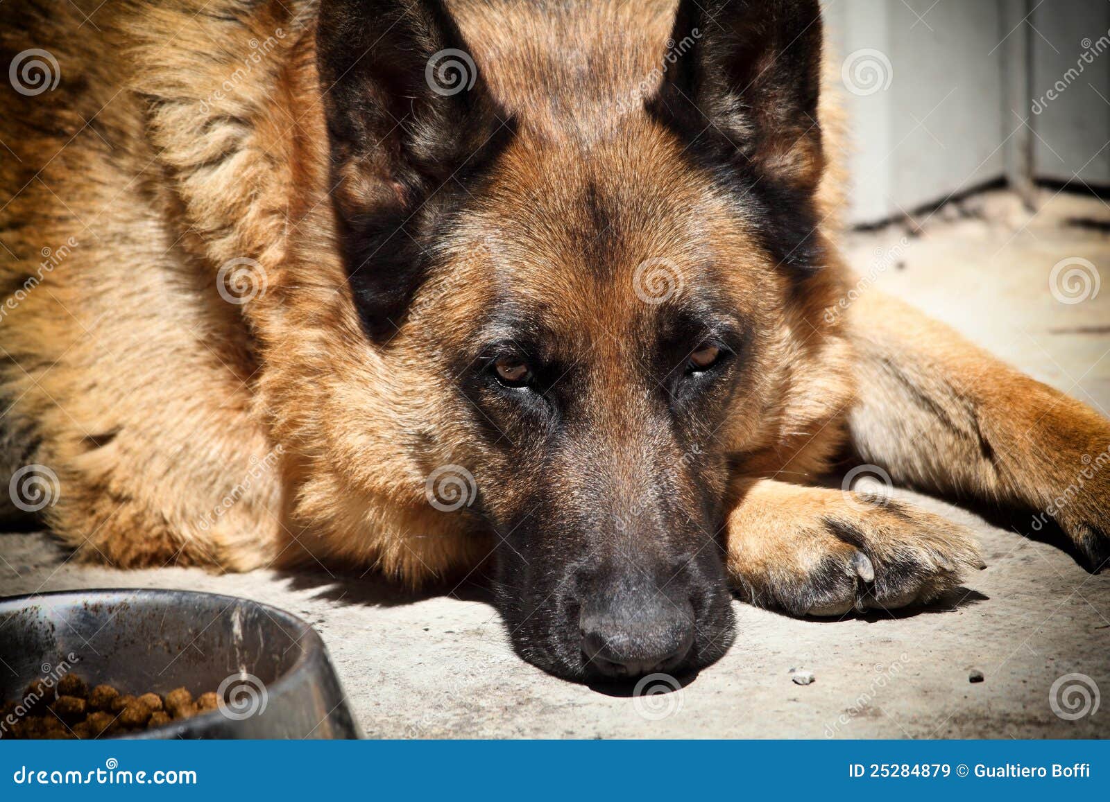 Lonely dog stock image. Image of loyalty, young, hound 25284879