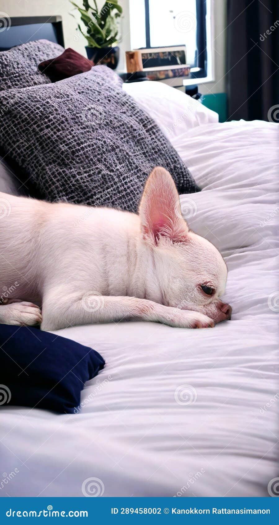 A Lonely Dog ??sleeps on an Empty Bed. Stock Photo Image of lonely