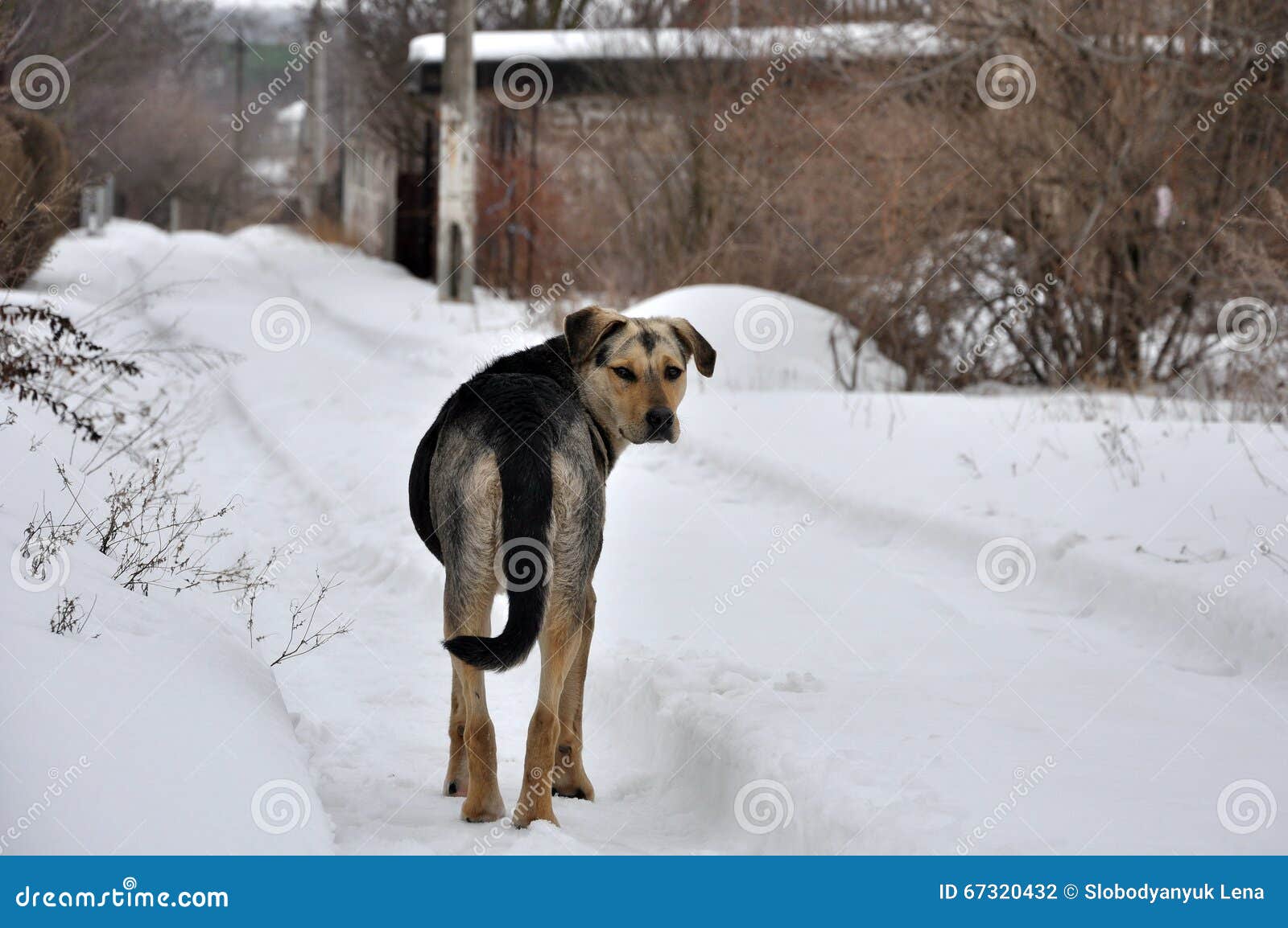 Lonely dog stock photo. Image of help, friend, animals 67320432