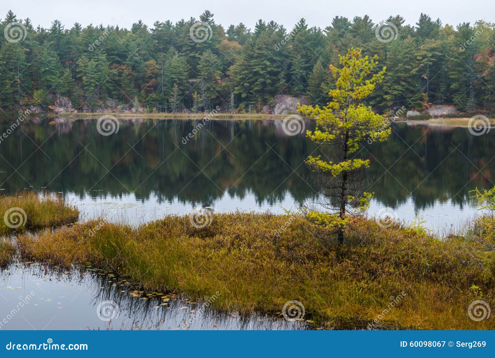 Lonely Fall Tree on a Small Island in a Lake Stock Image Image of