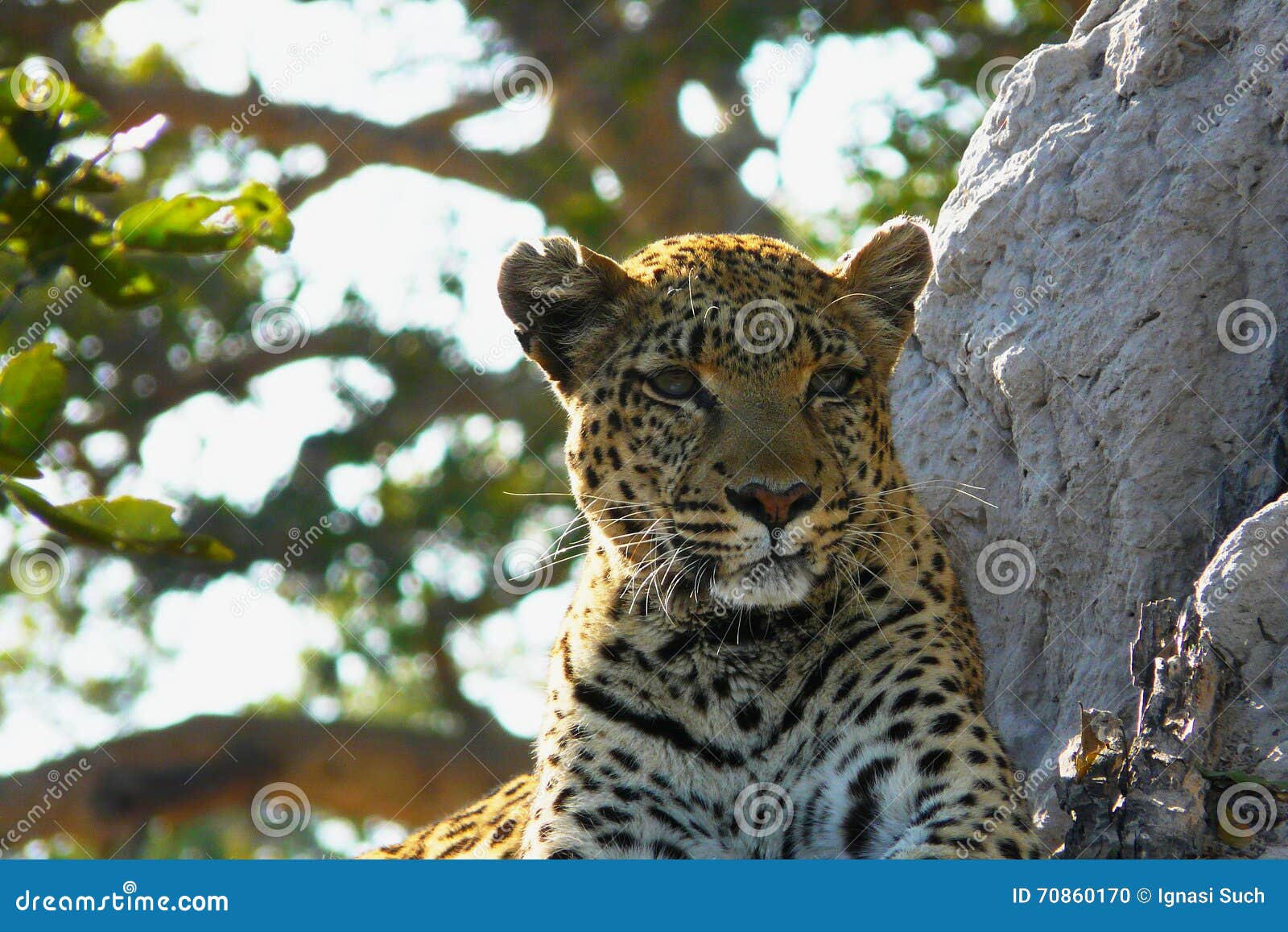 Lonely Female Leopard Waits Quiet Over a Hill Looking for Her Pray in Island Private Game Okavango Delta. Stock - Image of beast, 70860170