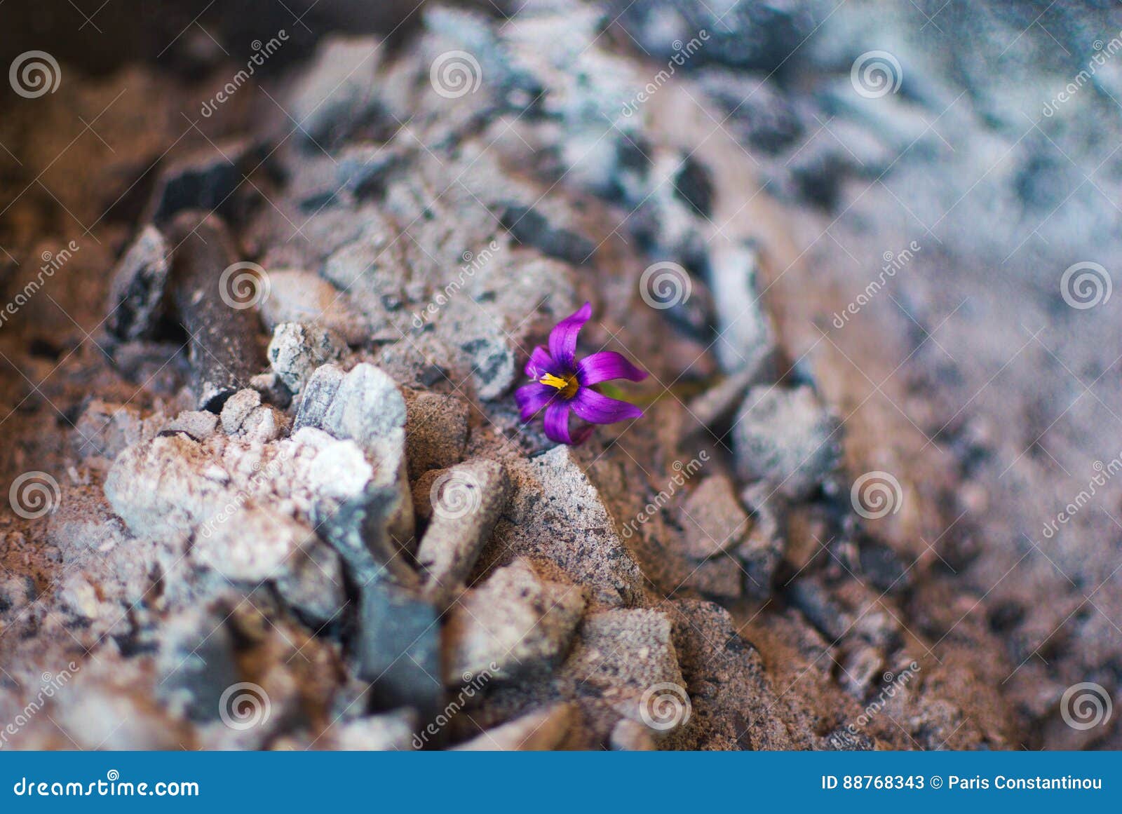640 Flower Ashes Stock Photos Free & RoyaltyFree Stock Photos from