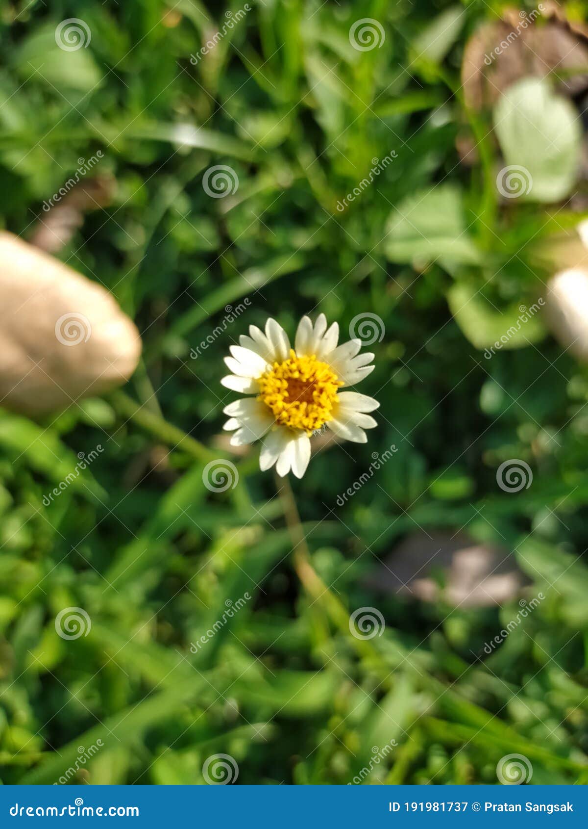 A Lonely Flower in the Field Beautiful Like Stock Image Image of