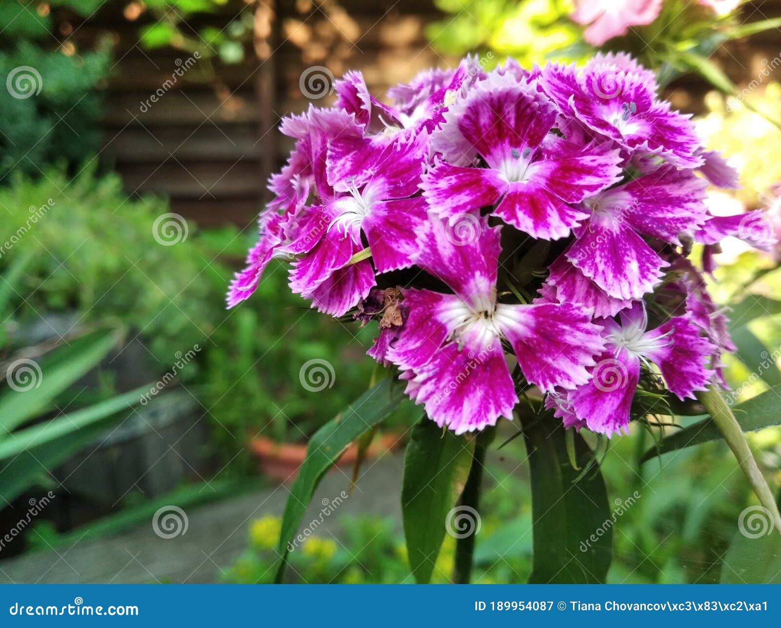 Lonely Flower in the Sea of Green Stock Image Image of garden, green