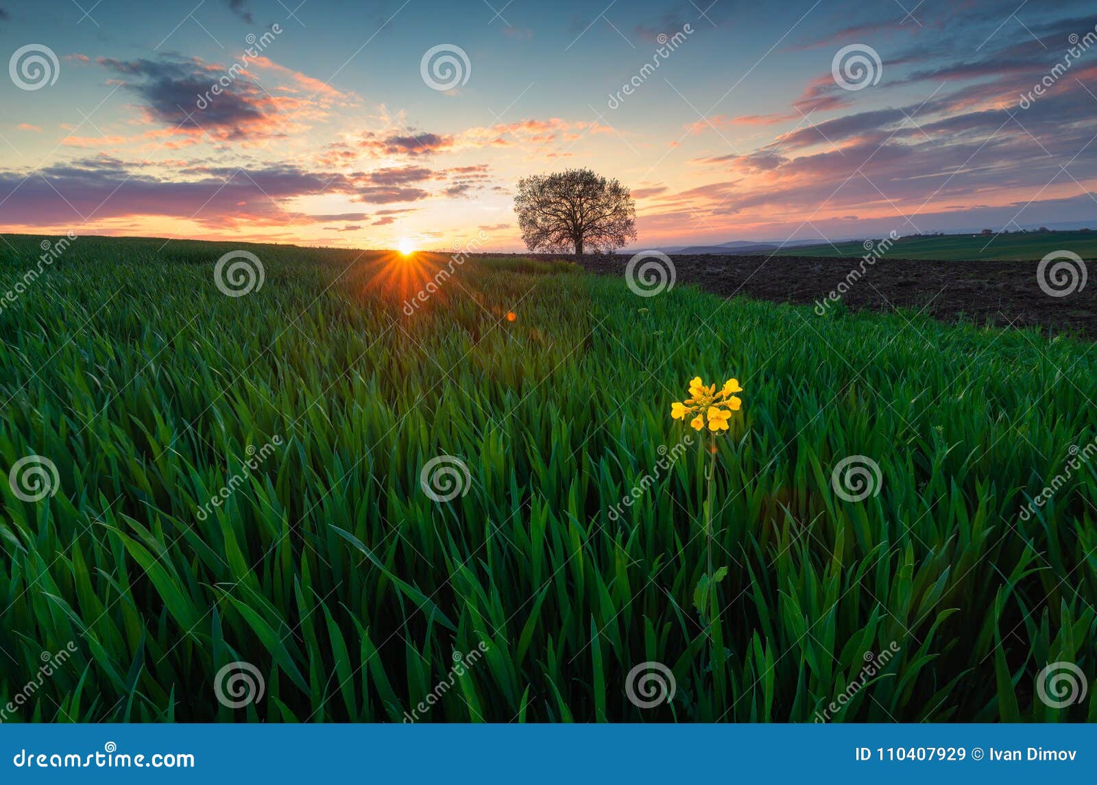 Lonely Flower and a Tree in a Green Field of Grass Stock Image Image