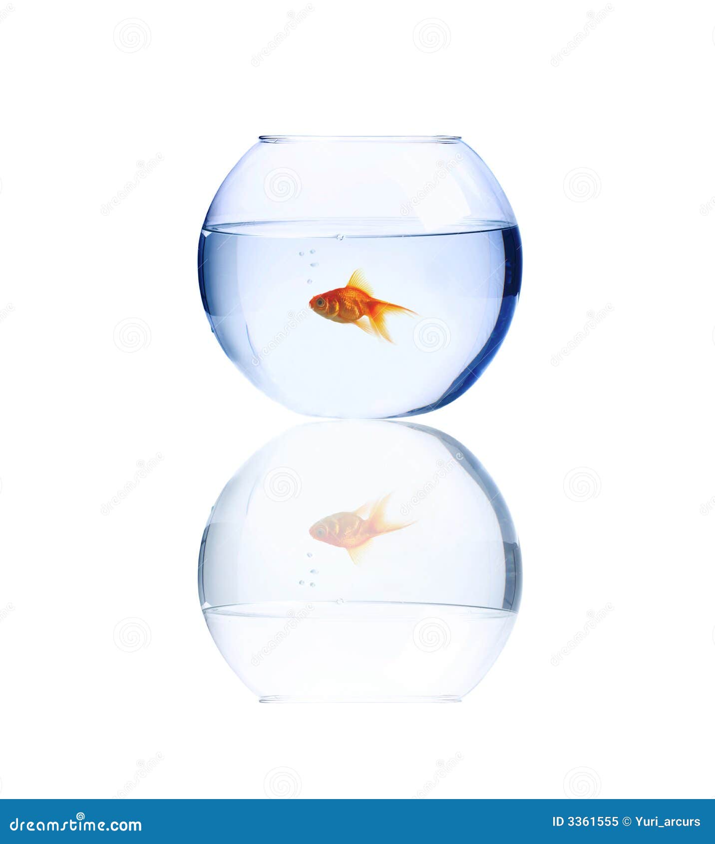 Lonely Goldfish stock image. Image of conceptual, concept 3361555