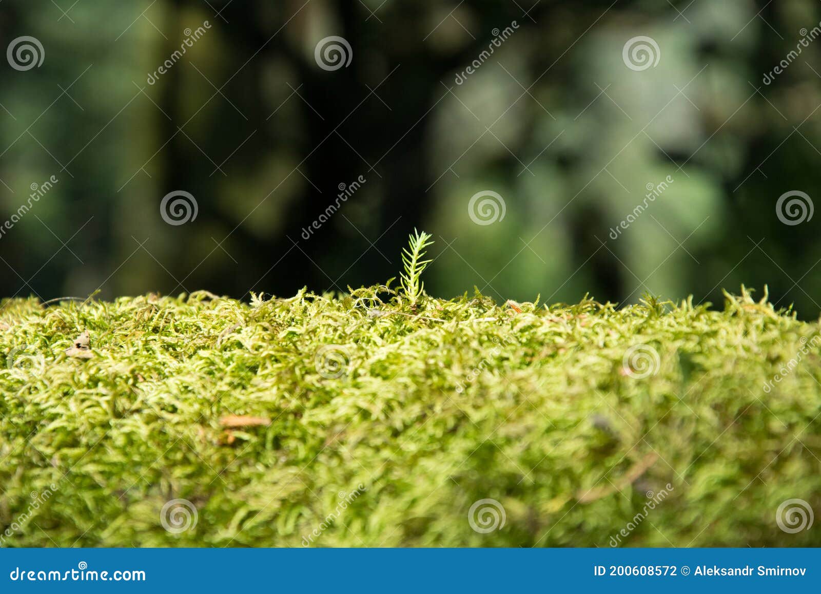 lonely green sprout of a tree aspiring up