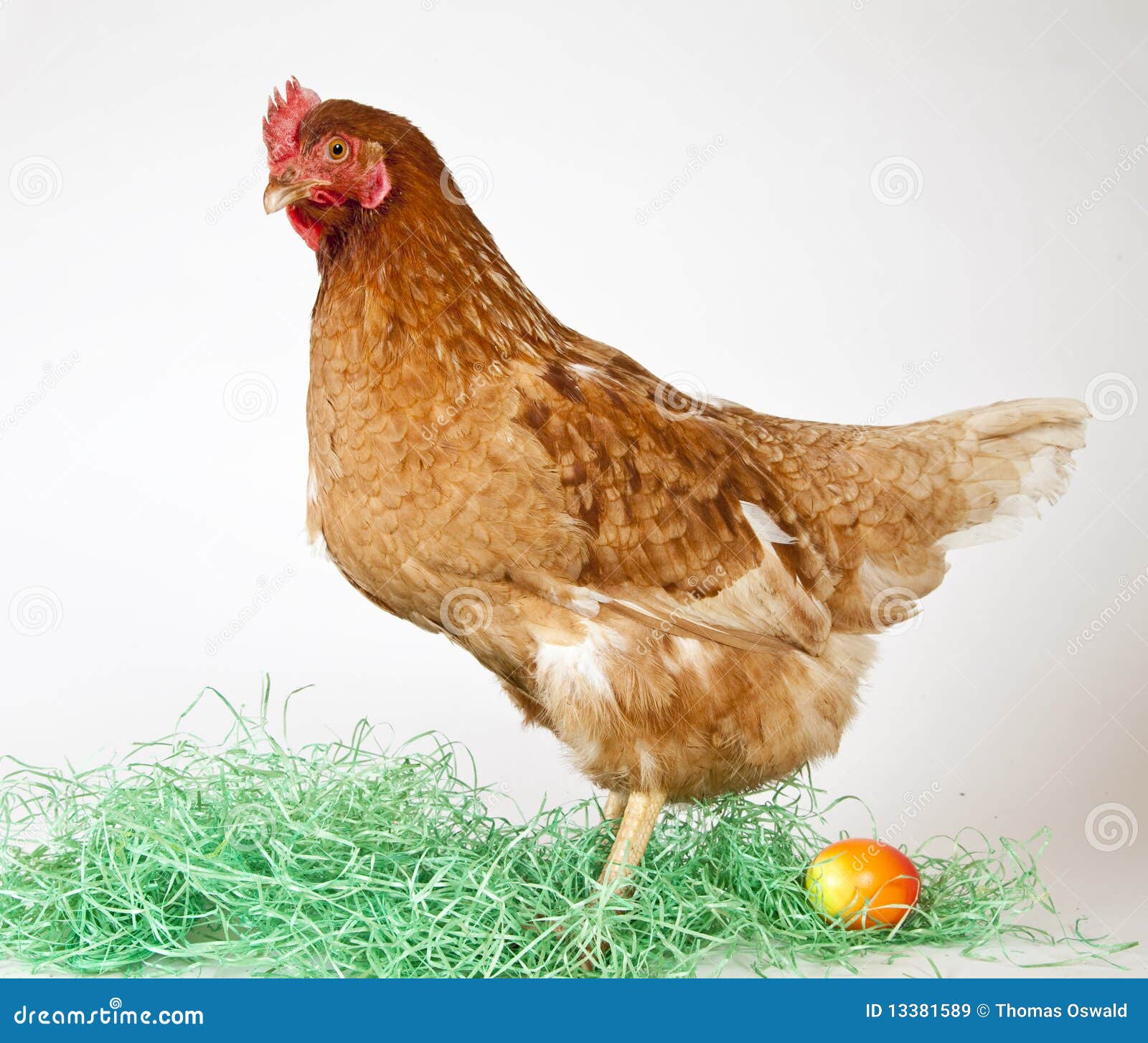 Lonely hen with easter egg stock image. Image of animal 13381589