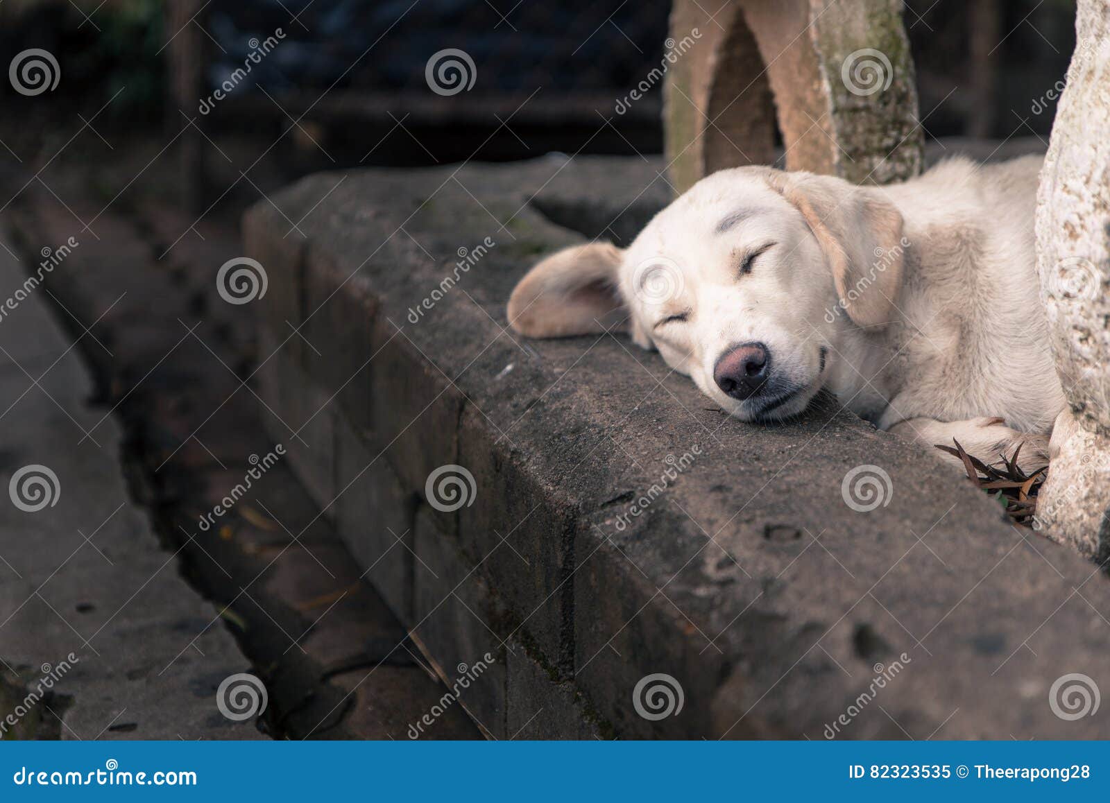Lonely Homeless White Dog Sleeping on Path Stock Image Image of alone