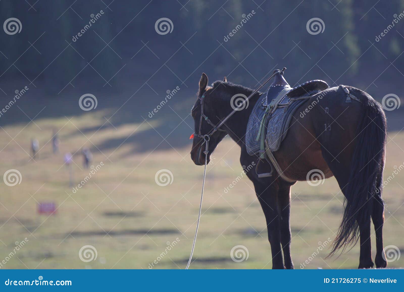Lonely Horse stock image. Image of mammal, horse, light 21726275