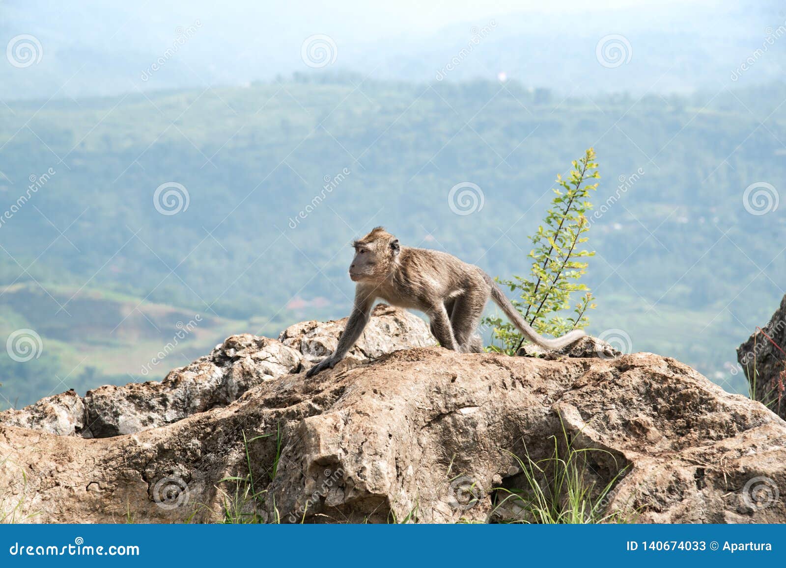 Lonely Long Tailed Macaque Monkey Walking on the Highest Top of Rock