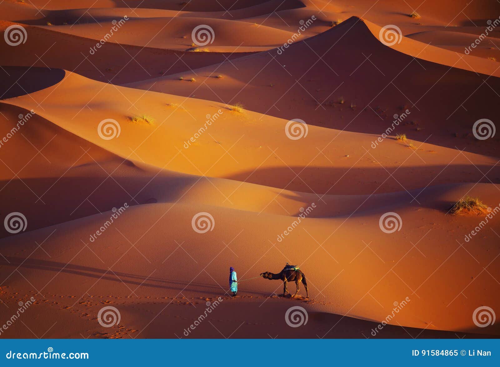 lonely man and camel in sahara desert