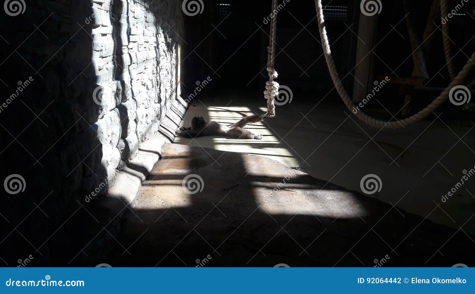 lonely monkey behind bars in the zoo