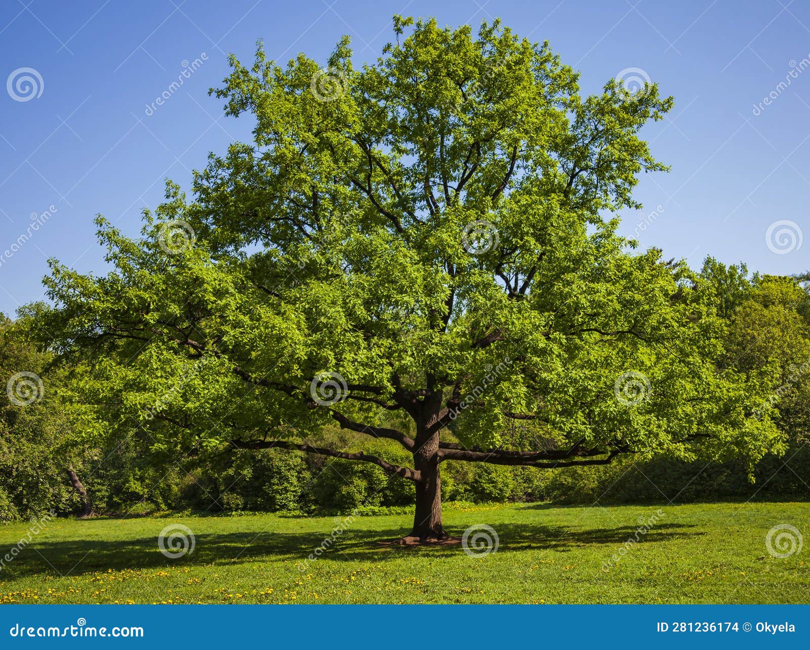 lonely old petiolate oak on sunny spring day in clearing