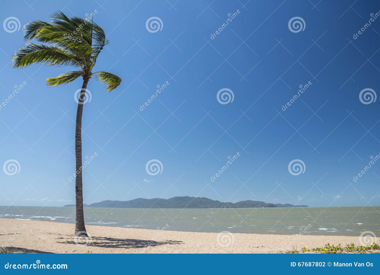 Lonely Palm Tree on a Beach in Queensland, Australia Stock Photo