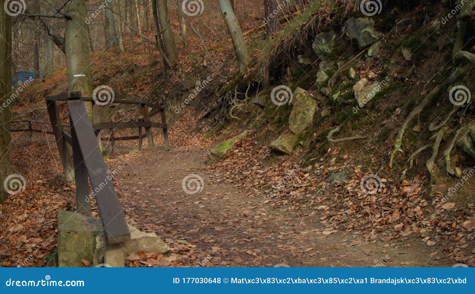 Lonely Path of Forest in Autumn Stock Photo - Image of foliage ...